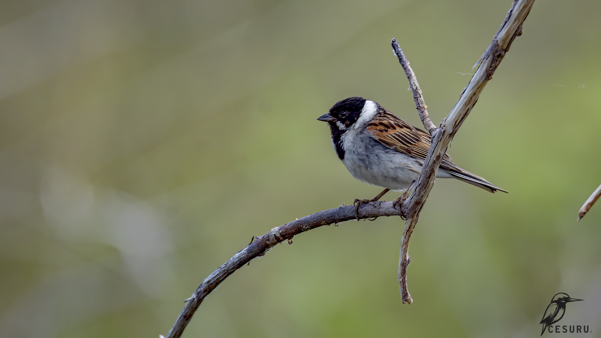 Reed Bunting